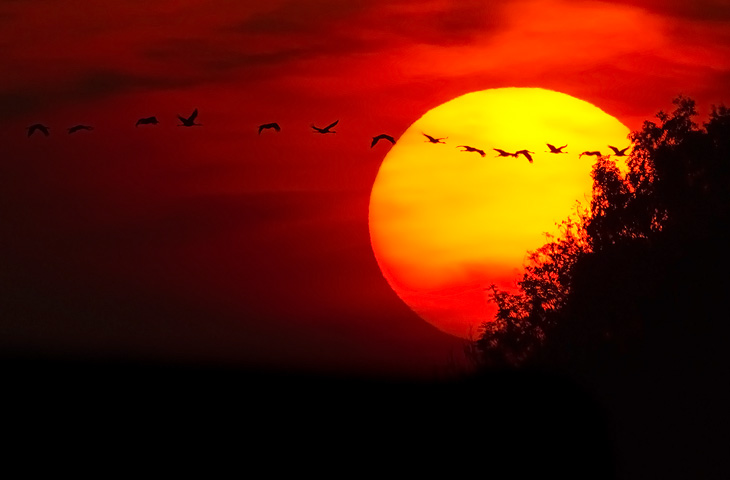 © J. Herting, ziehende Kraniche vor Sonnenuntergang